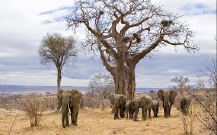 4-Day Last-Minute Safari…