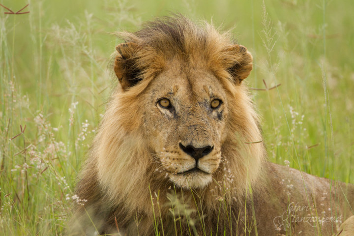 10 days Safari Tanzania…