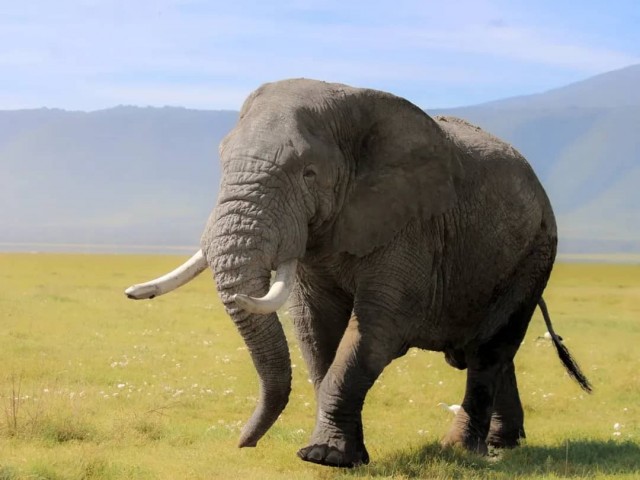 2 day fly in serengeti…