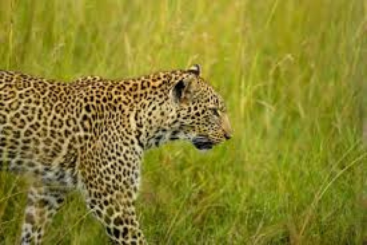 2-Day Last-Minute Safari…