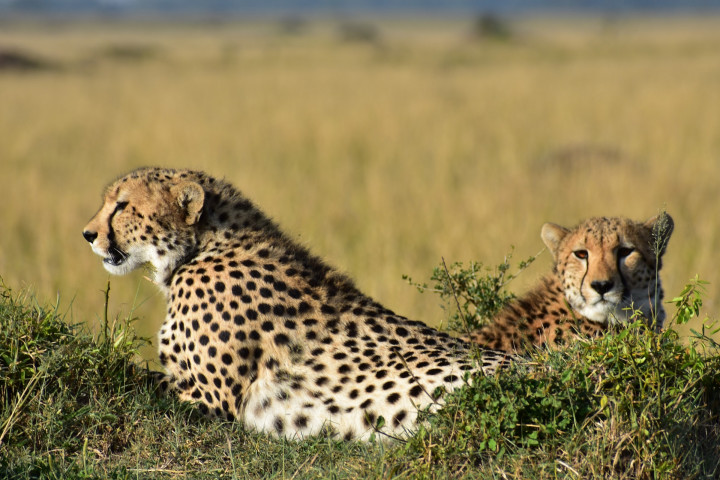 5 Days Serengeti Migration…