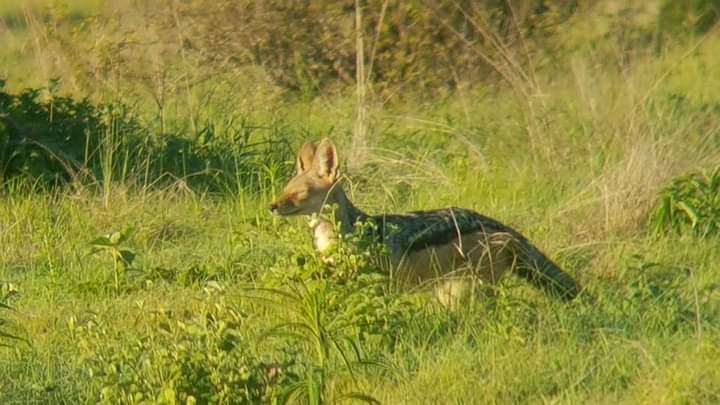 3 Days Safari to Mikumi…
