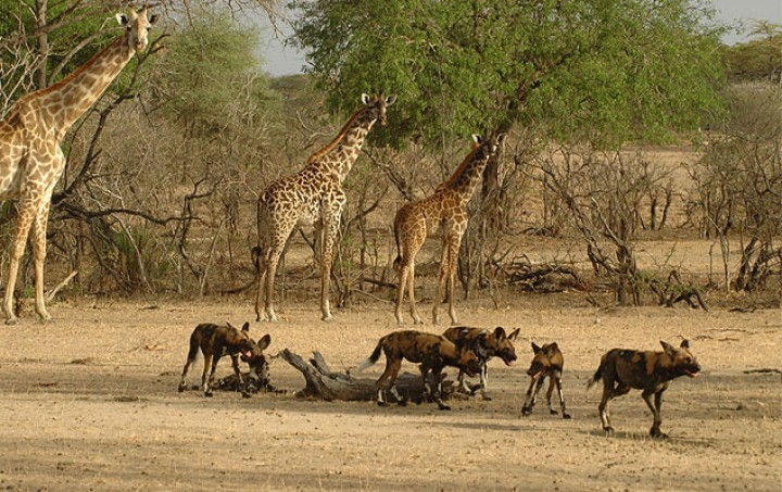 SELOUS 5 DAYS, 4 NIGHTS:…