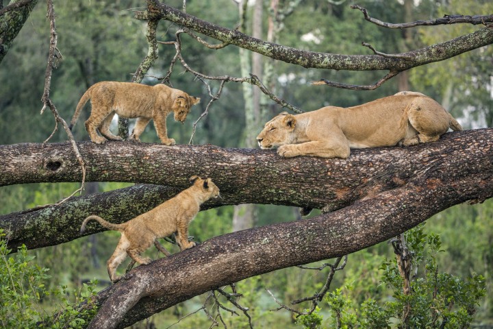 4 DAYS SAFARI, SERENGETI,…