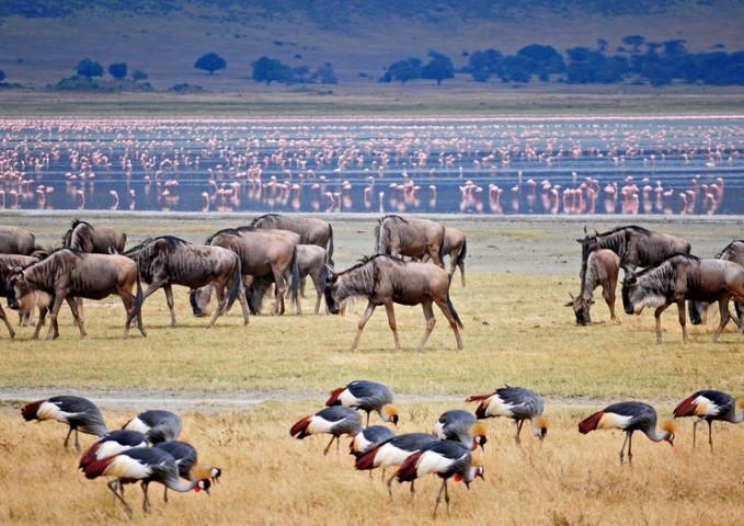 4 DAYS, TARANGIRE, SERENGETI…