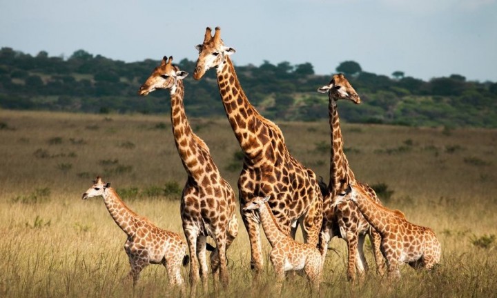 SELOUS 4 DAYS, 3 NIGHTS:…