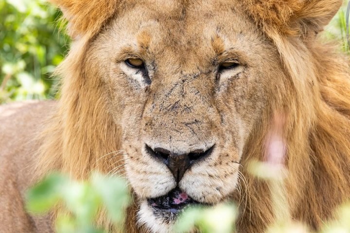 2 days Tanzania safari…